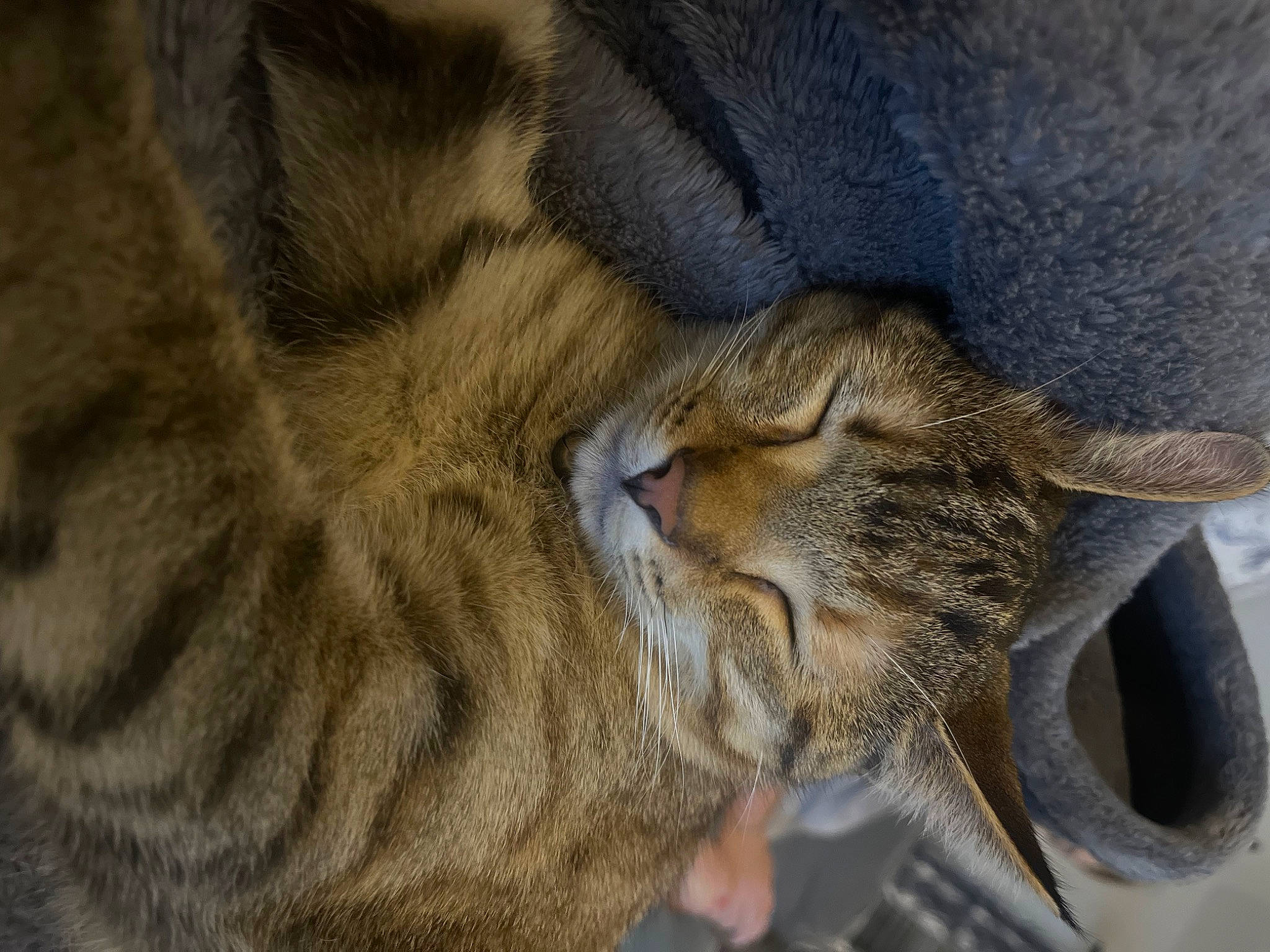 Kat joined the competition — help win amazing prizes! carnivore, cat, claw, comfort, domestic_short_haired_cat, ear, fawn, felidae, fur, nap, paw, small_to_medium_sized_cats, snout, tail, terrestrial_animal, whiskers, wildlife, wood, wrinkle