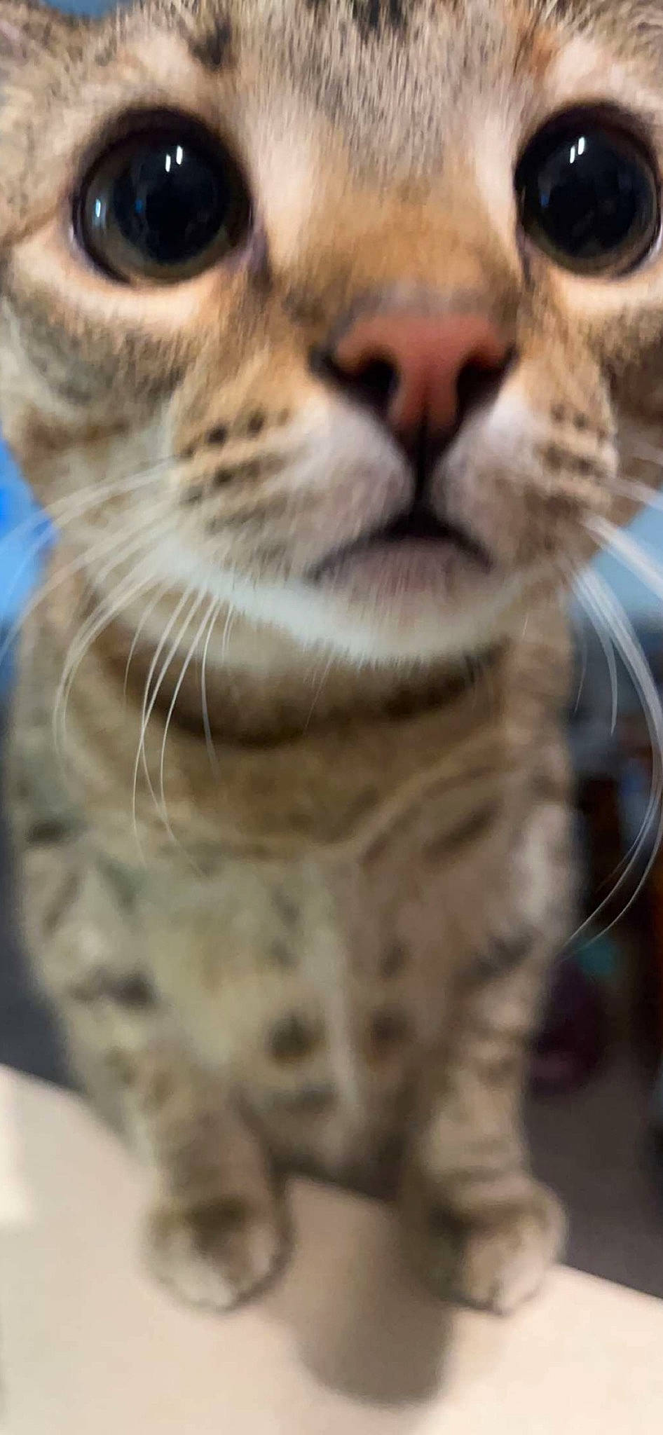 Kat joined the competition — help win amazing prizes! carnivore, cat, close_up, domestic_short_haired_cat, felidae, fur, photography, small_to_medium_sized_cats, snout, terrestrial_animal, whiskers, wildlife