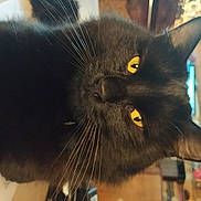 Charlie a rejoint le concours — aidez-le/la à gagner de superbes lots ! black_cat, bombay, carnivore, cat, claw, domestic_short_haired_cat, ear, felidae, fur, paw, small_to_medium_sized_cats, snout, tail, terrestrial_animal, whiskers