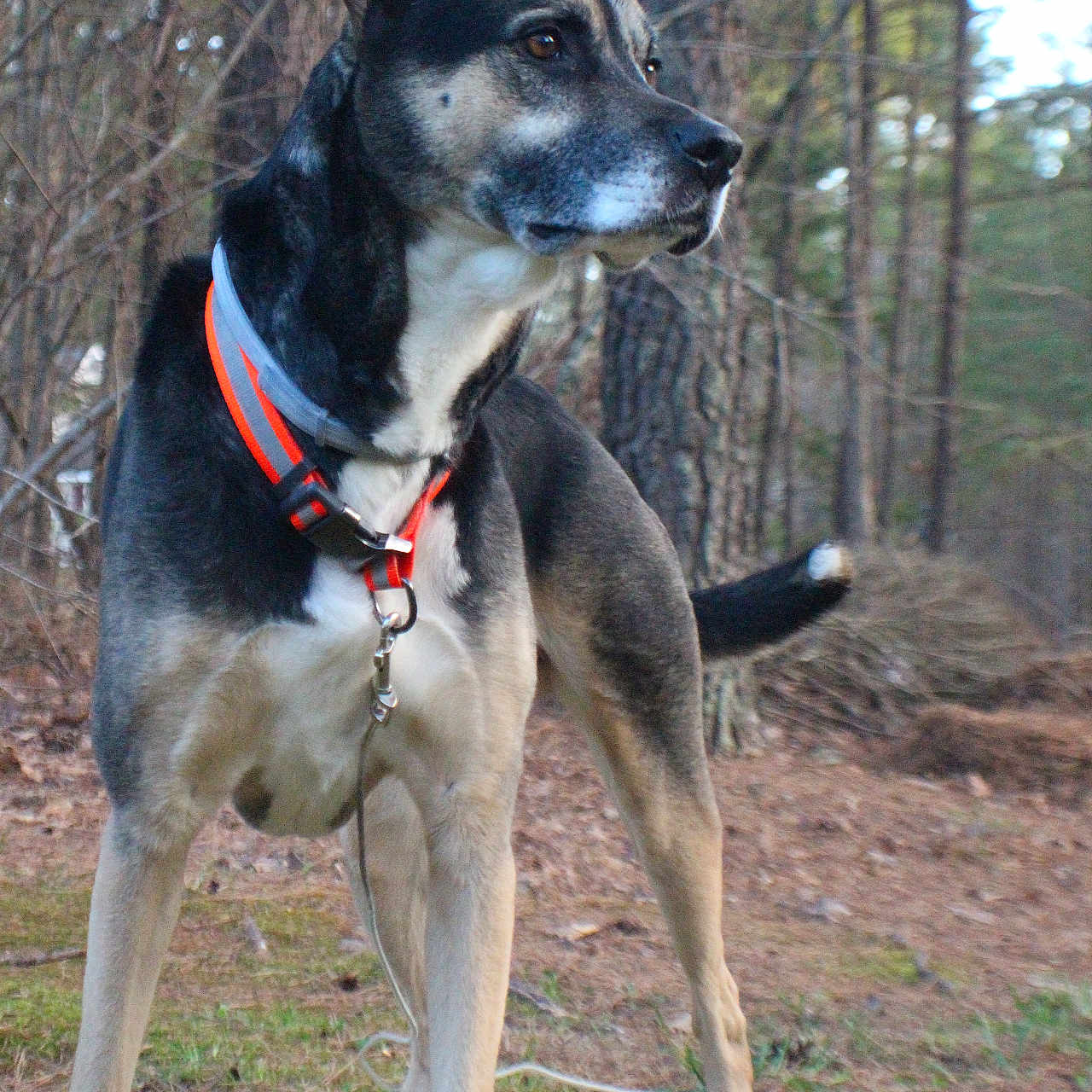 Bolt is registered to the contest to win money with this photo: accessories, animal, canine, dog, germanshepherd, grass, greatdane, hound, husky, land, leash, nature, outdoors, pet, plant, puppy, strap, tree, vegetation, woodland