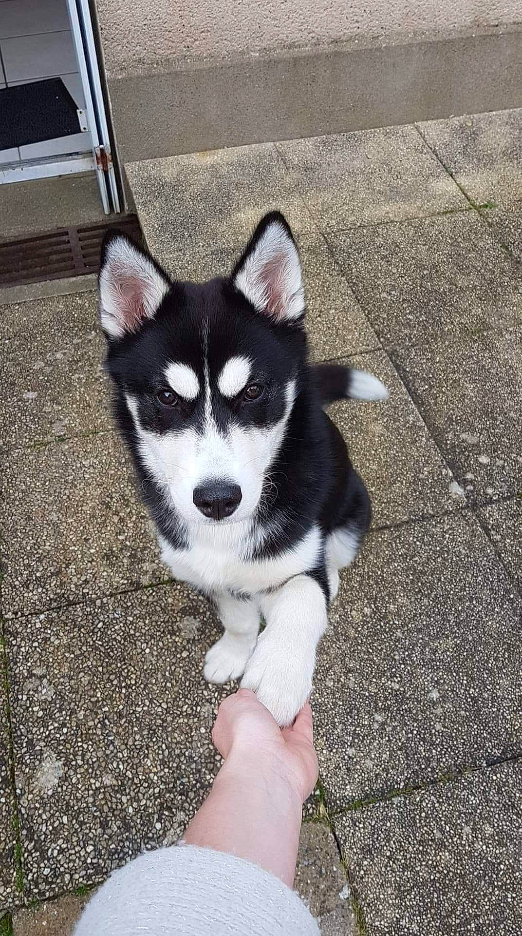 Plume a rejoint le concours — aidez-le/la à gagner de superbes lots ! alaskan_klee_kai, alaskan_malamute, canidae, carnivore, dog, dog_breed, labrador_husky, mammal, miniature_siberian_husky, puppy, rare_breed_dog, sakhalin_husky, seppala_siberian_sleddog, siberian_husky, sled_dog, snout, tail, vertebrate, wolfdog, working_dog