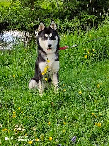 Plume a rejoint le concours — aidez-le/la à gagner de superbes lots ! alaskan_klee_kai, alaskan_malamute, canadian_eskimo_dog, canidae, carnivore, dog, dog_breed, east_siberian_laika, grass, mammal, miniature_siberian_husky, native_american_indian_dog, puppy, rare_breed_dog, sakhalin_husky, siberian_husky, sled_dog, vertebrate, west_siberian_laika, wolfdog