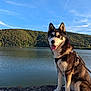 animal, clouds, daytime, dog, forest, happy, hill, husky, lake, leash, nature, outdoor, pet, rock, scenic, sitting, sky, sunlight, tongue_out, water