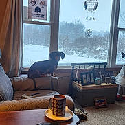 Twixie is registered to the contest to win money with this photo: dog, dachshund, chair, cushion, window, snow, indoor, living_room, mug, table, curtain, gnome, photograph, decor, butterfly, carpet, lamp, wooden_furniture, cozy, pet