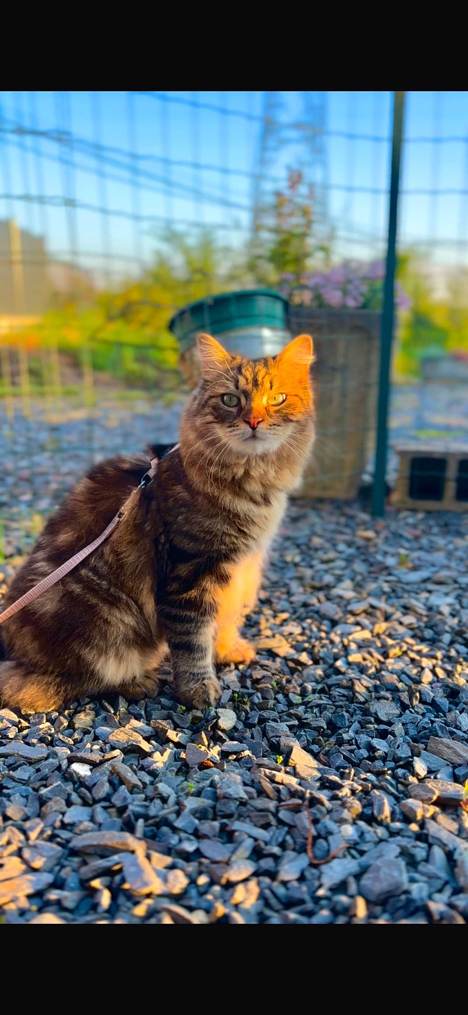 Ugo participe au concours pour gagner de l'argent avec cette photo : asphalt, carnivore, cat, domestic_short_haired_cat, fawn, felidae, fence, fur, grass, plant, road, road_surface, shadow, small_to_medium_sized_cats, snout, soil, tail, whiskers, wildlife, wood