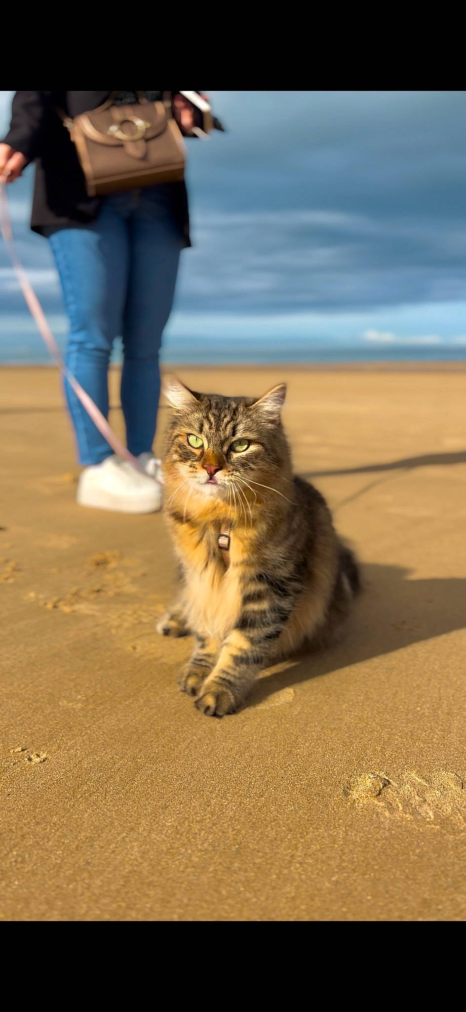Ugo a rejoint le concours — aidez-le/la à gagner de superbes lots ! asphalt, carnivore, cat, cloud, fawn, felidae, flooring, foot, fun, human_leg, leg, road_surface, sand, sitting, sky, small_to_medium_sized_cats, soil, tail, whiskers, wood