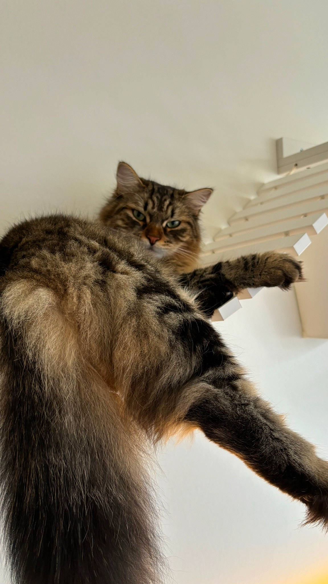 Ugo participe au concours pour gagner de l'argent avec cette photo : carnivore, cat, claw, domestic_short_haired_cat, felidae, fur, gesture, grey, paw, small_to_medium_sized_cats, snout, tail, terrestrial_animal, tree, whiskers, window, wood