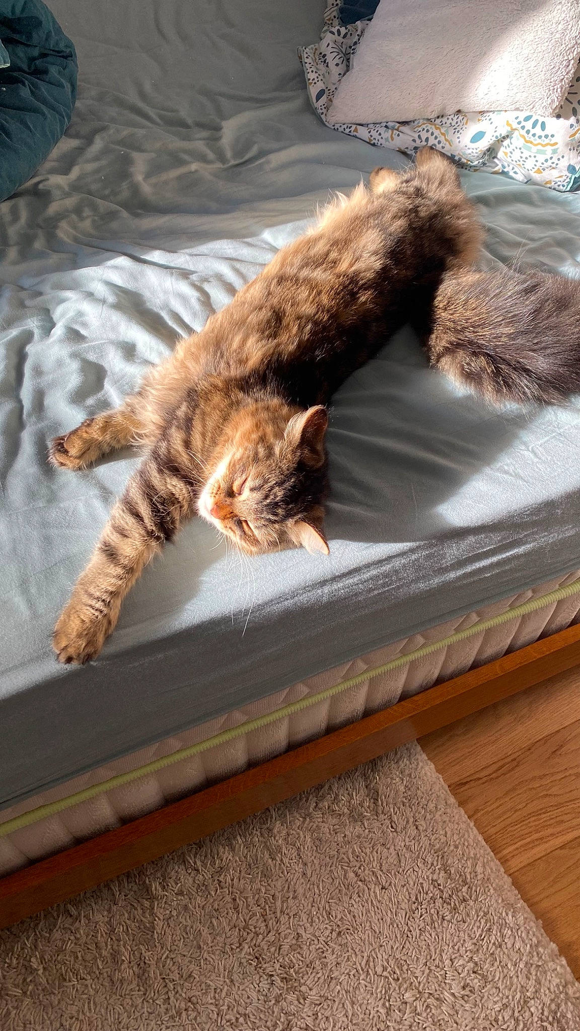 Ugo participe au concours pour gagner de l'argent avec cette photo : bed, brown, carnivore, cat, claw, comfort, domestic_short_haired_cat, fawn, felidae, fur, hardwood, linens, nap, pet_supply, room, small_to_medium_sized_cats, tail, textile, whiskers, wood