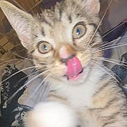 Jasper joined the competition — help win amazing prizes! cat, kitten, tabby, paw, tongue, closeup, whiskers, ears, eyes, indoor, curious, playful, feline, pet, fur, animal, cute, blurry, young, mammal