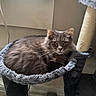 Mylo is registered to the contest to win money with this photo: animal, cat, cat_tree, cozy, curled_up, ears, face, feline, fur, gray_cat, home, indoor, looking, mammal, pet, relaxed, resting, sleeping_spot, whiskers, window_light