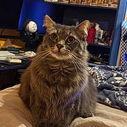 Mylo is registered to the contest to win money with this photo: