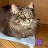 animal, blue_cloth, cardboard_box, cat, closeup, curious, cute, domestic_animal, feline, fluffy, gray, indoor, laying_down, pet, purple, relaxed, soft_fur, toy_mouse, whiskers, yellow_eyes