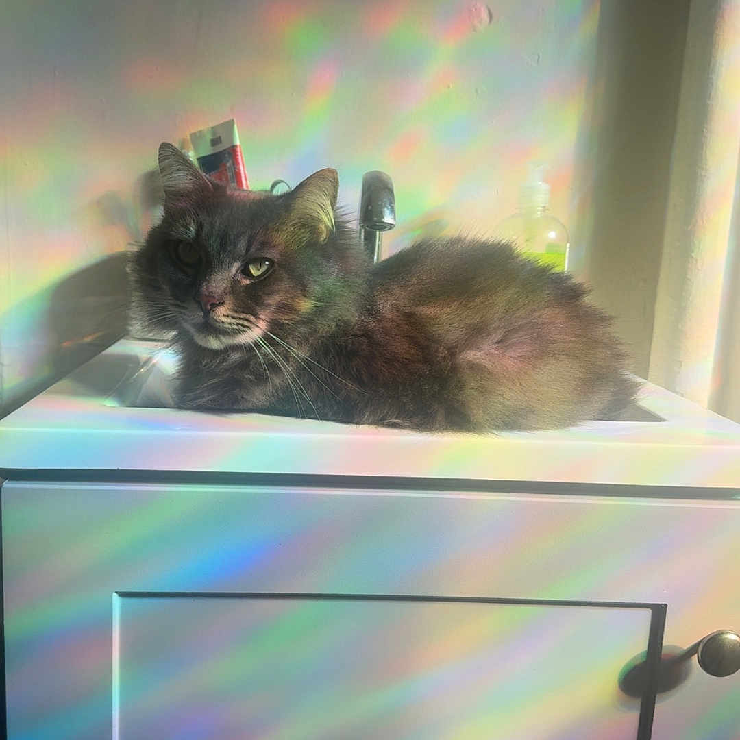 Mylo