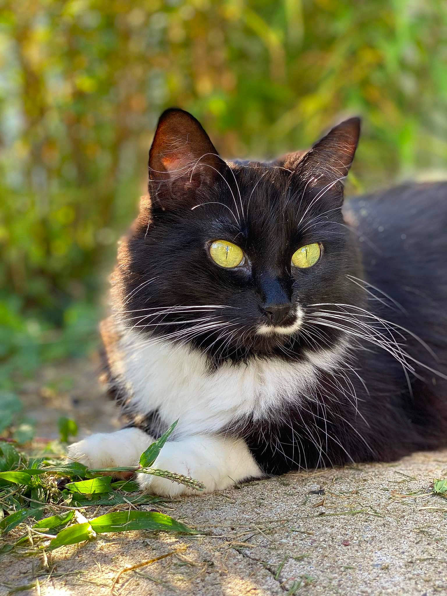 Cruella joined the competition — help win amazing prizes! asphalt, black_cat, carnivore, cat, domestic_short_haired_cat, felidae, fur, grass, plant, road_surface, sitting, small_to_medium_sized_cats, snout, tail, terrestrial_animal, tree, whiskers, wildlife
