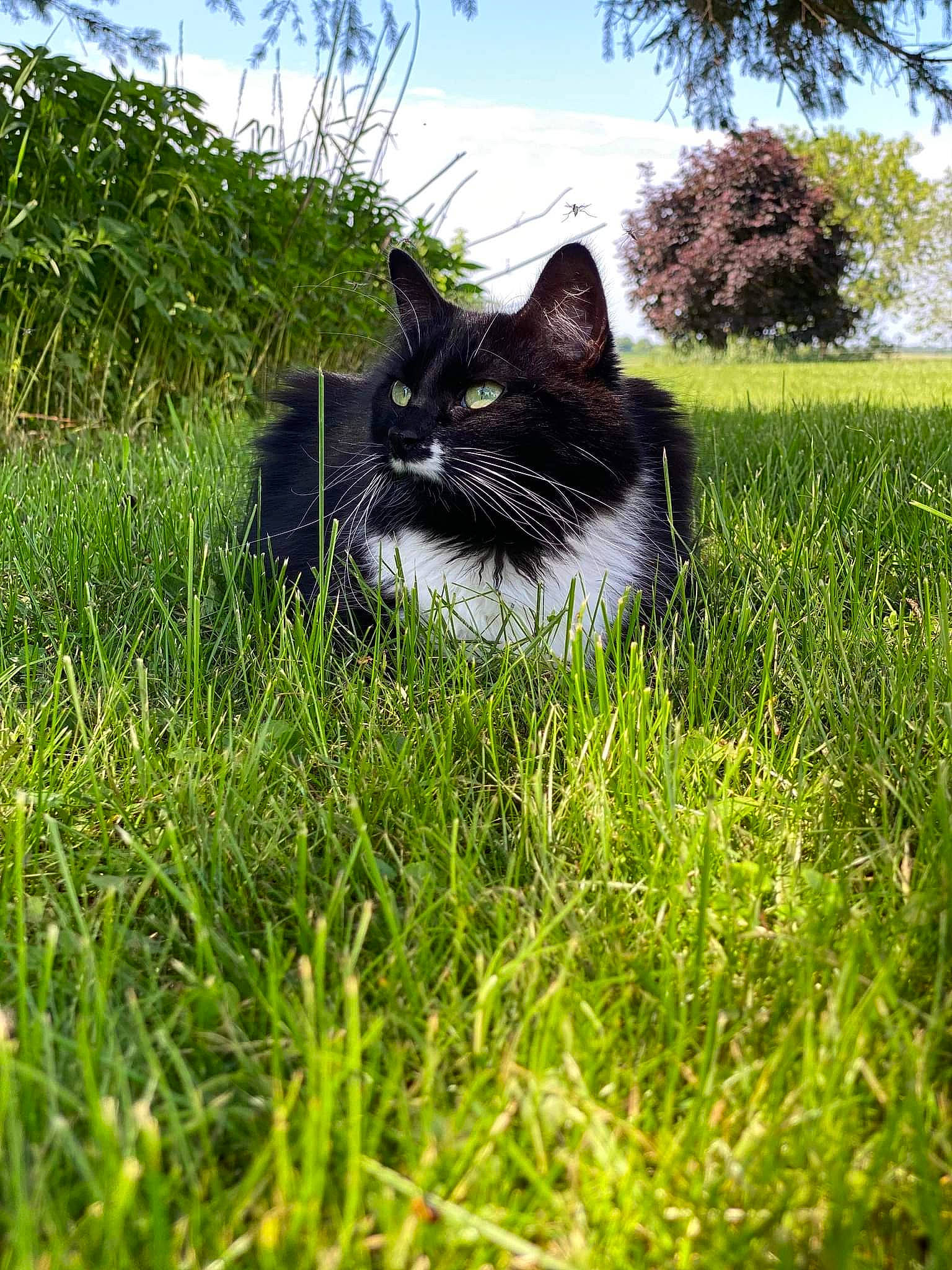 Cruella is registered to the contest to win money with this photo: carnivore, cat, domestic_short_haired_cat, felidae, fur, grass, grassland, groundcover, lawn, meadow, pasture, plant, sitting, sky, small_to_medium_sized_cats, snout, tail, terrestrial_animal, tree, whiskers