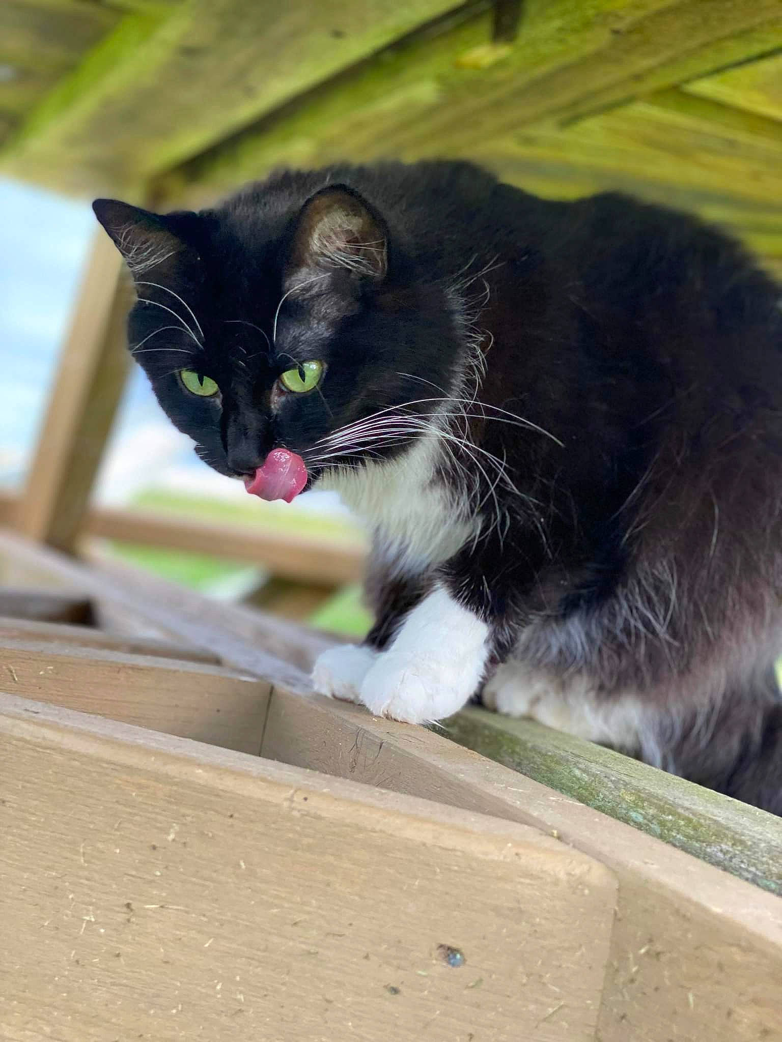 Cruella is registered to the contest to win money with this photo: black_cat, carnivore, cat, claw, curious, domestic_short_haired_cat, felidae, fur, grass, paw, sitting, small_to_medium_sized_cats, snout, tail, terrestrial_animal, whiskers, wood