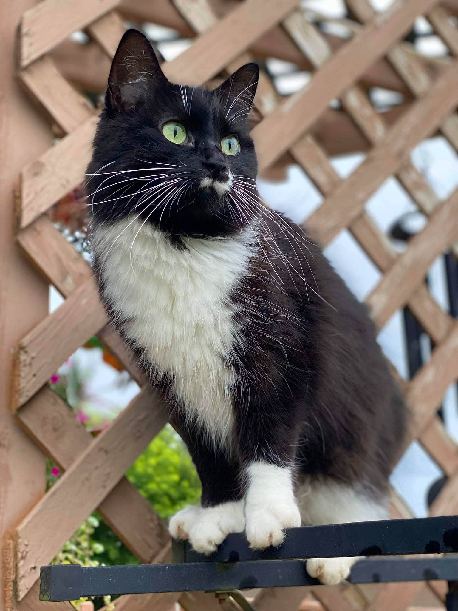 Cruella is registered to the contest to win money with this photo: art, black_cat, carnivore, cat, cat_furniture, domestic_short_haired_cat, felidae, fence, formal_wear, fur, paw, sitting, small_to_medium_sized_cats, snout, tail, whiskers, window, wood