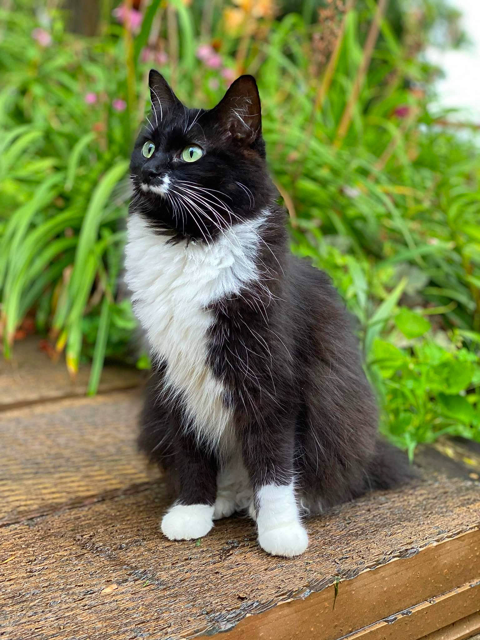 Cruella is registered to the contest to win money with this photo: asphalt, black_cat, carnivore, cat, domestic_short_haired_cat, eye, felidae, foot, formal_wear, fur, grass, paw, plant, road_surface, sitting, small_to_medium_sized_cats, snout, tail, terrestrial_animal, whiskers