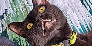 Bolt joined the competition — help win amazing prizes! black_cat, cat, yellow_eyes, collar, pet_tag, indoor, bedspread, patterned_bedspread, feline, whiskers, close_up, curious_expression, domestic_cat, lying_down, fur, animal, pet, green_collar, star_tag, resting