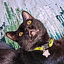 black_cat, cat, yellow_eyes, collar, pet_tag, indoor, bedspread, patterned_bedspread, feline, whiskers, close_up, curious_expression, domestic_cat, lying_down, fur, animal, pet, green_collar, star_tag, resting