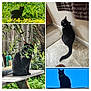 black_cat, cat, outdoor, indoor, plants, greenery, bench, floor, tiled_floor, towel, wall, roof, silhouette, blue_sky, curious, pet, animal, feline, collage, nature