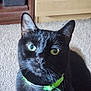 cat, black_cat, green_eyes, collar, pet, indoor, carpet, whiskers, feline, animal, cute, closeup, portrait, domestic_animal, fur, looking, sitting, household, wooden_furniture, curious