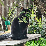 Bolt joined the competition — help win amazing prizes! black_cat, cat, bench, wooden_bench, garden, plants, leaves, greenery, outdoor, fence, tree_trunk, nature, pet, animal, sitting, eyes, fur, branch, flora, wood