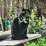 black_cat, cat, bench, wooden_bench, garden, plants, leaves, greenery, outdoor, fence, tree_trunk, nature, pet, animal, sitting, eyes, fur, branch, flora, wood