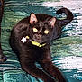 black_cat, cat, pet, animal, bedspread, green, yellow_eyes, collar, star_tag, stretching, indoor, feline, cute, relaxed, fur, whiskers, paws, tail, domestic_cat, resting