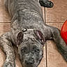 dog, canine, brindle, gray, floor, tile, lying_down, pet, indoor, collar, ears, paws, looking_at_camera, relaxed, animal, mammal, companion, cute, young_dog, home