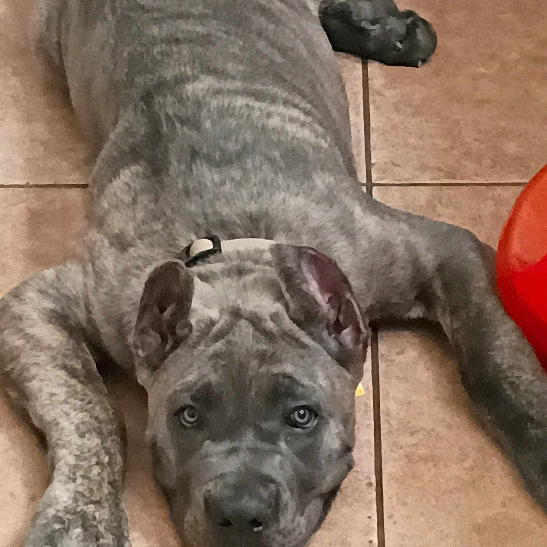 Draco joined the competition — help win amazing prizes! dog, canine, brindle, gray, floor, tile, lying_down, pet, indoor, collar, ears, paws, looking_at_camera, relaxed, animal, mammal, companion, cute, young_dog, home