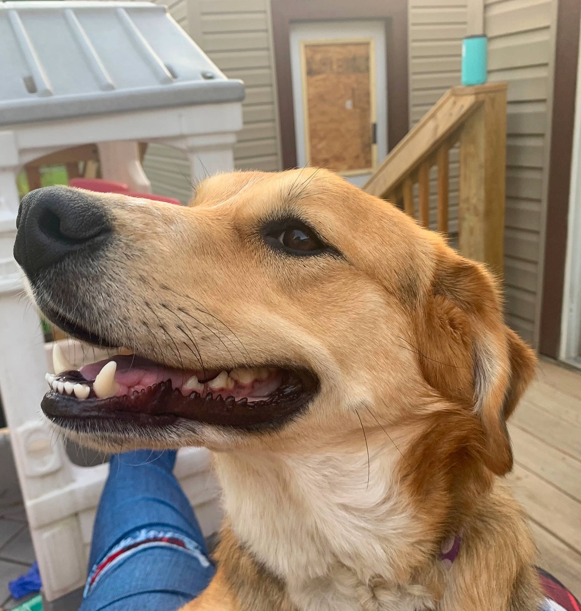 Willow is registered to the contest to win money with this photo: canidae, carnivore, collar, companion_dog, dog, dog_breed, dog_collar, door, fang, fawn, fur, golden_retriever, hardwood, paw, pet_supply, snout, sporting_group, whiskers, wood, working_dog