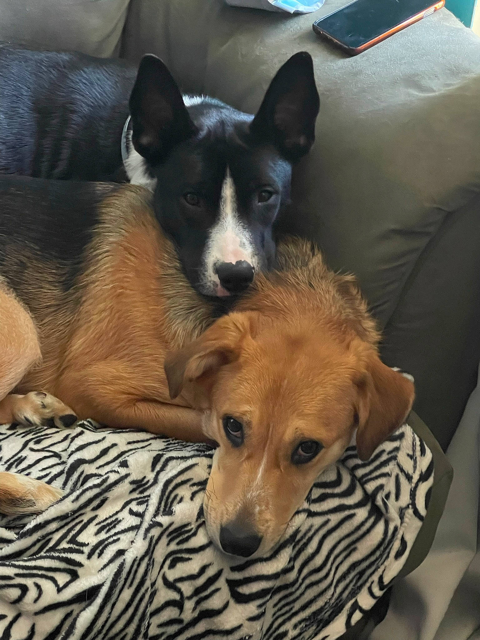 Willow is registered to the contest to win money with this photo: canidae, carnivore, comfort, companion_dog, dog, dog_breed, dog_supply, fawn, fur, furniture, linens, snout, sporting_group, terrestrial_animal, whiskers, working_animal