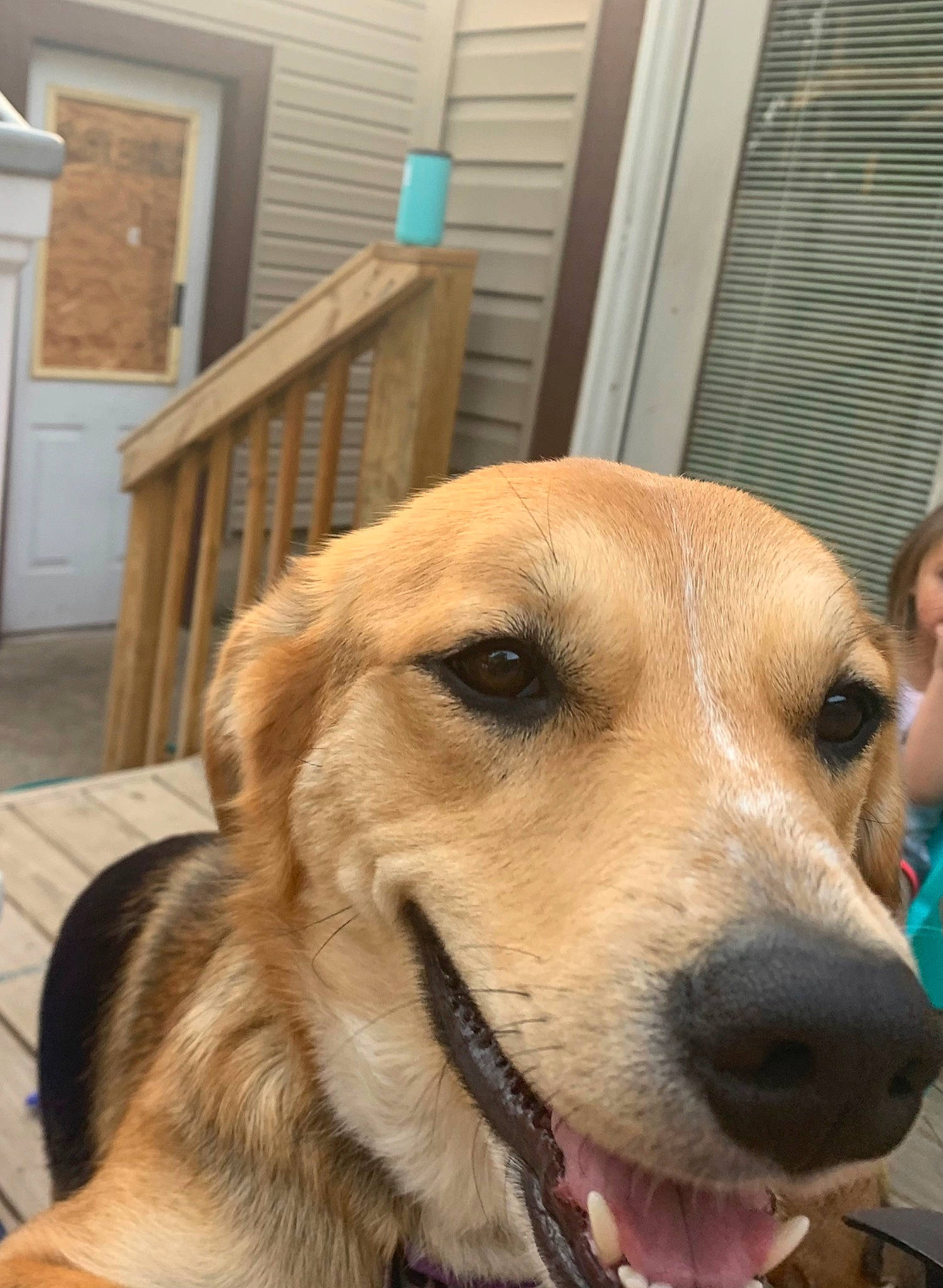 Willow is registered to the contest to win money with this photo: canidae, carnivore, chair, collar, companion_dog, dog, dog_breed, dog_collar, fawn, flooring, fur, hardwood, pet_supply, puppy, retriever, snout, sporting_group, whiskers, wood, working_dog