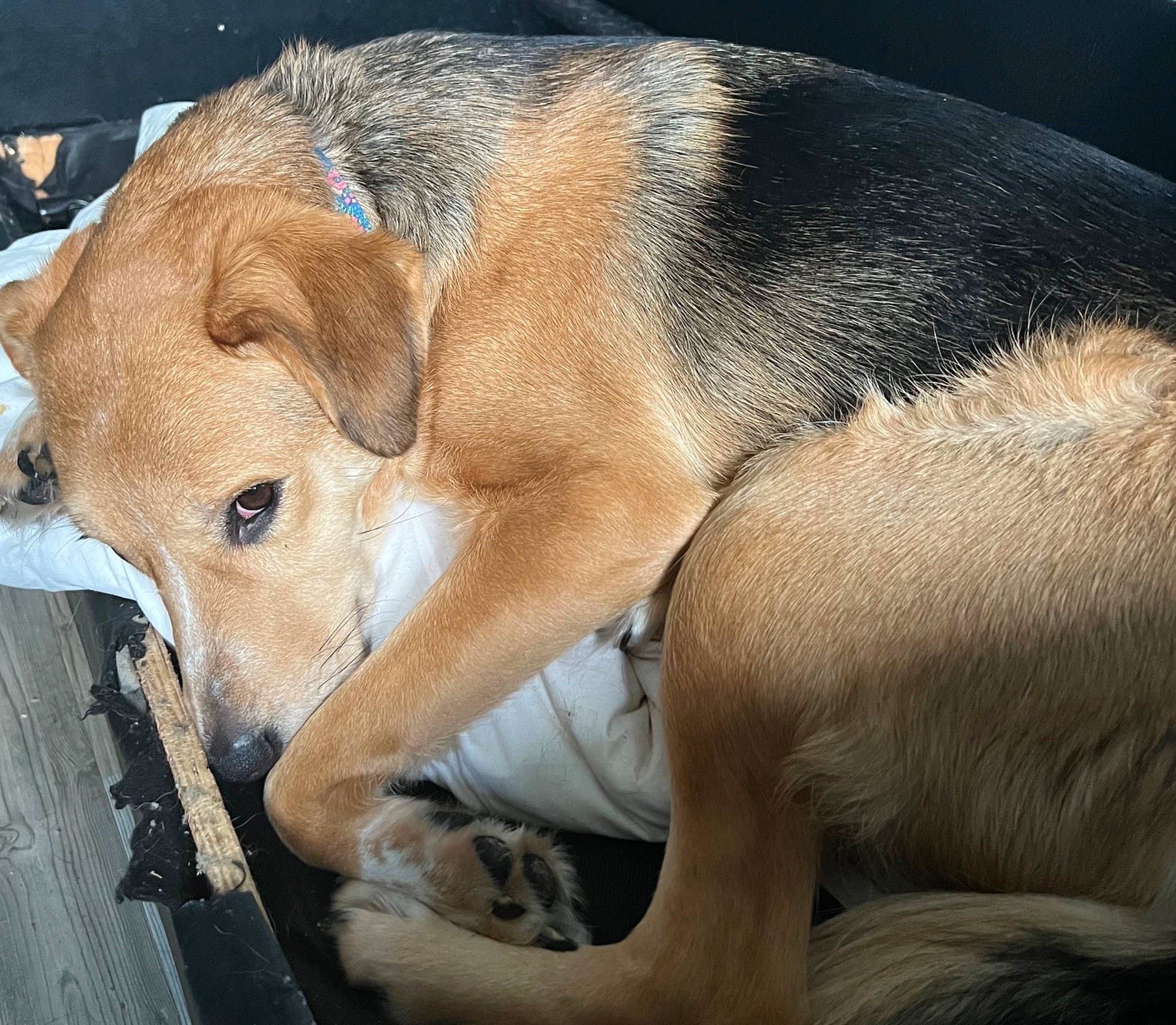 Willow is registered to the contest to win money with this photo: canidae, carnivore, comfort, companion_dog, dog, dog_breed, ear, fawn, fur, guard_dog, nap, paw, snout, sporting_group, street_dog, tail, terrestrial_animal, whiskers, wildlife, working_animal