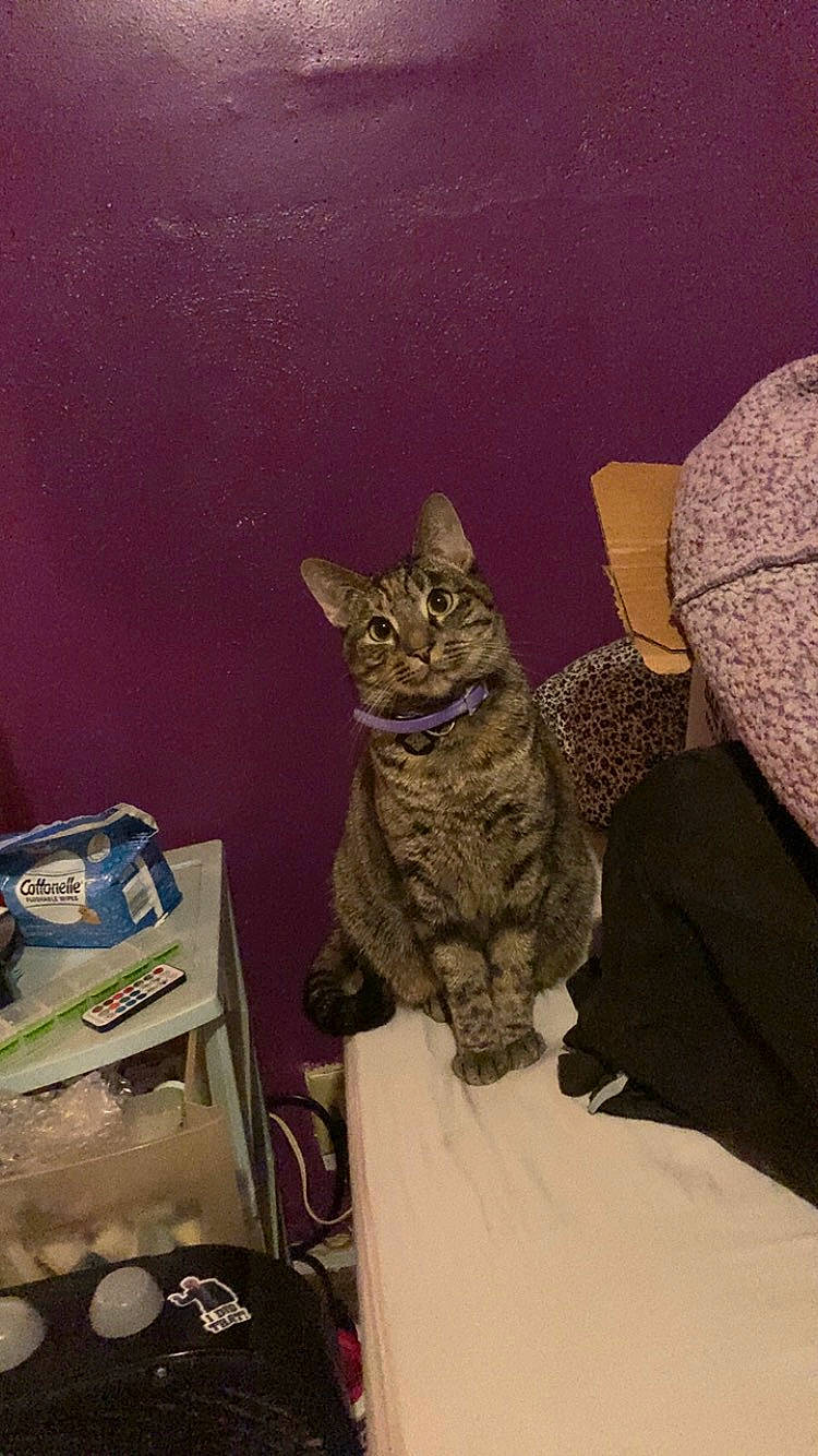 Nahla is registered to the contest to win money with this photo: carnivore, cat, comfort, domestic_short_haired_cat, felidae, fur, paw, room, sitting, small_to_medium_sized_cats, snout, tail, whiskers