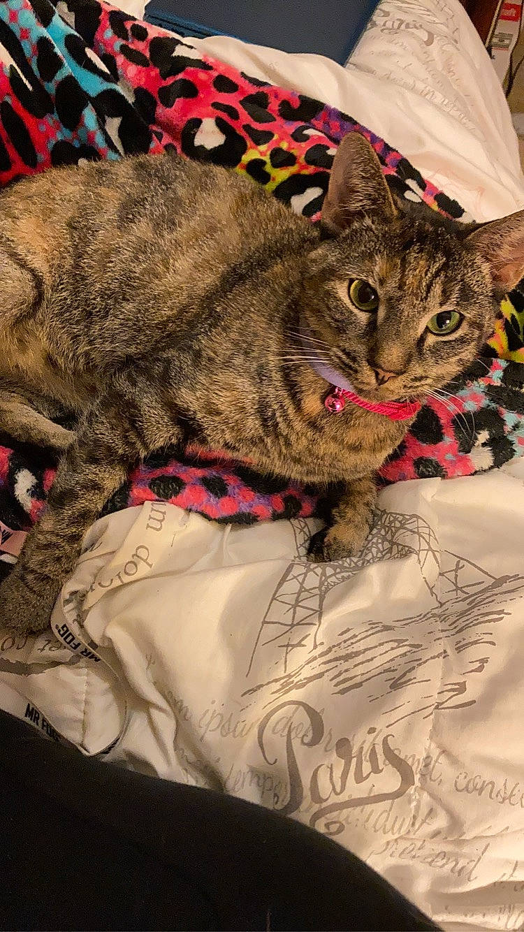 Nahla is registered to the contest to win money with this photo: carnivore, cat, claw, comfort, domestic_short_haired_cat, fawn, felidae, fur, pattern, small_to_medium_sized_cats, snout, terrestrial_animal, tree, whiskers, wildlife