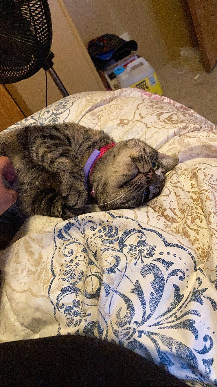 Nahla is registered to the contest to win money with this photo: bed, bedding, carnivore, cat, comfort, companion_dog, dog, dog_breed, domestic_short_haired_cat, fawn, felidae, fur, linens, mechanical_fan, room, small_to_medium_sized_cats, snout, textile, whiskers, working_animal