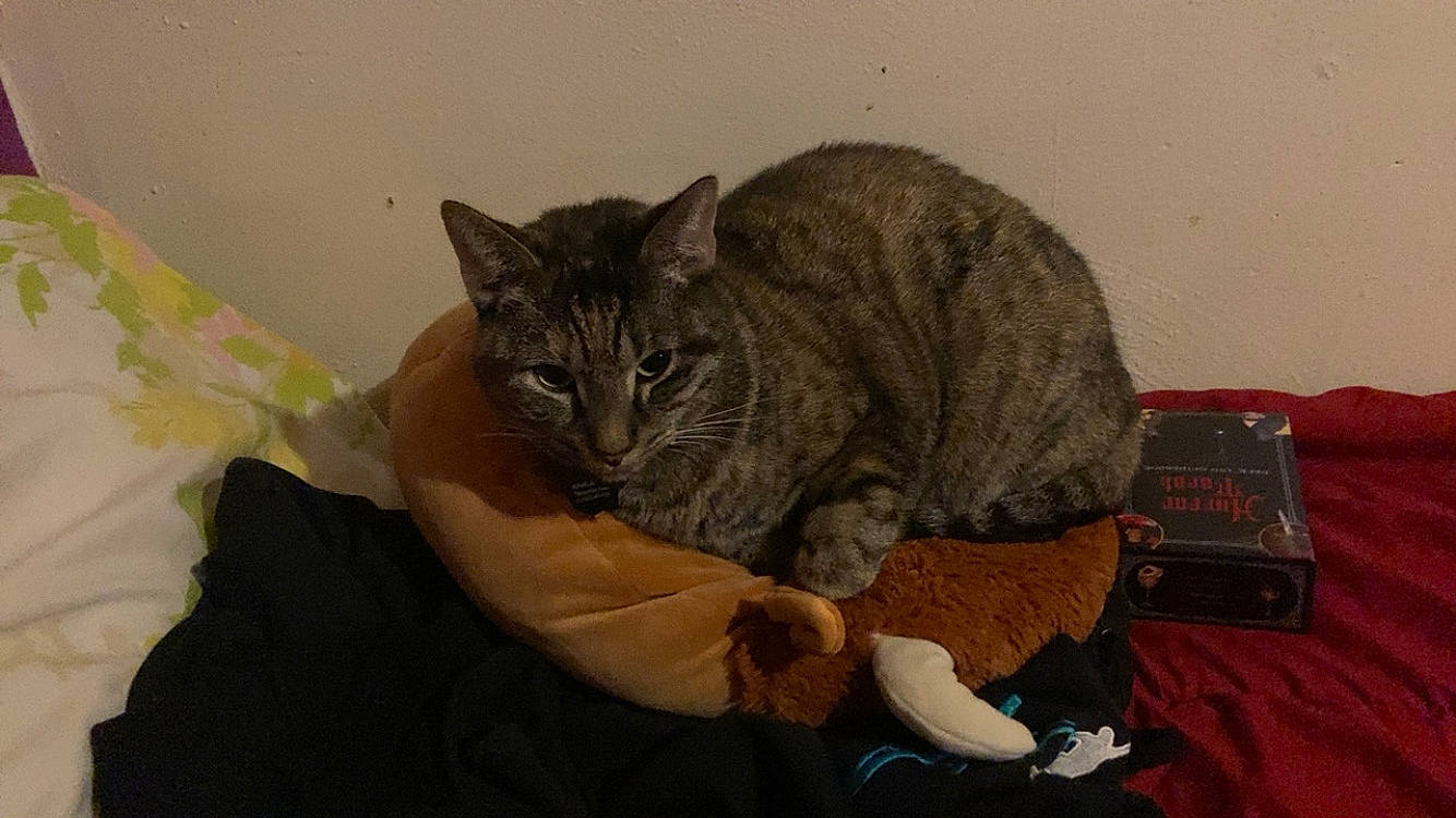 Nahla joined the competition — help win amazing prizes! bed, carnivore, cat, claw, comfort, domestic_short_haired_cat, ear, eye, felidae, fur, nap, paw, sitting, sleep, small_to_medium_sized_cats, snout, tail, terrestrial_animal, whiskers