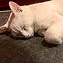 animal, calm, cat, closeup, cozy, cute, domestic_animal, feline, fur, indoor, mammal, paw, pet, quiet, relaxation, resting, sleeping, soft, whiskers, white_cat