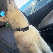 Hades is registered to the contest to win money with this photo: dog, white_dog, fluffy, canine, pet, collar, sitting, car, car_interior, passenger_seat, road_trip, sunlight, outdoor, vehicle, window, neighboring_car, curious, stretching, energy_drink_can, portrait