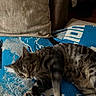 cat, tabby_cat, pet, animal, feline, striped_fur, lying_down, sleepy, relaxed, blue_blanket, couch, pillow, indoors, home, cozy, closeup, whiskers, ears, green_eyes, nap