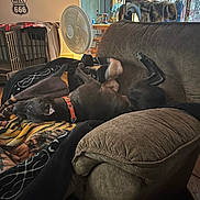 Donnelly Aka The Don joined the competition — help win amazing prizes! dog, dogs, pet, indoor, living_room, couch, blanket, pillow, sleeping, lying_down, relaxed, upside_down, black_dog, brown_dog, collar, home, furniture, fan, dog_crate, cozy