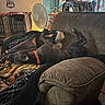 dog, dogs, pet, indoor, living_room, couch, blanket, pillow, sleeping, lying_down, relaxed, upside_down, black_dog, brown_dog, collar, home, furniture, fan, dog_crate, cozy