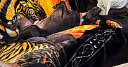 Donnelly Aka The Don is registered to the contest to win money with this photo: dog, hairless_dog, pet, lying_down, belly_up, couch, blanket, pillow, living_room, indoor, relaxed, sleeping, red_collar, pet_tag, tiger_print, patterned_blanket, curtains, tattooed_leg, foot, coffee_table