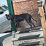 Donnelly Aka The Don is registered to the contest to win money with this photo: dog, black_dog, canine, standing, outdoors, porch, stairs, wooden_steps, rustic, house, building, parked_car, blue_siding, wood, weathered, daylight, animal, pet, watchful, portrait