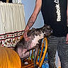 dog, large_dog, seated, black_and_white, short_hair, pet, animal, person, handler, indoor, dining_room, wooden_chair, wooden_table, curtain, chicken_pattern, sportswear, reebok_shirt, tattoo, water_bottles, flash_photography