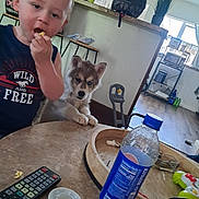Heides is registered to the contest to win money with this photo: child, curious, dog, eating, family, fluffy, furniture, home, indoors, kitchen, pet, portrait, puppy, remote_control, sitting, snack, table, toddler, toys, water_bottle