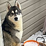 Heides joined the competition — help win amazing prizes! animal, black_and_white, blue_eye, bowl, canine, close_up, dog, fluffy, fur, heterochromia, house_siding, husky, outdoor, pet, pointed_ears, portrait, siberian_husky, sitting, snow, winter