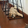 Heides is registered to the contest to win money with this photo: black_and_white, brown_fur, cream_fur, cute, dog, floppy_ears, furniture, home, indoor, legs, lying_down, metal_frame, paws, portrait, puppy, relaxed, resting, sleeping, snout, wooden_floor